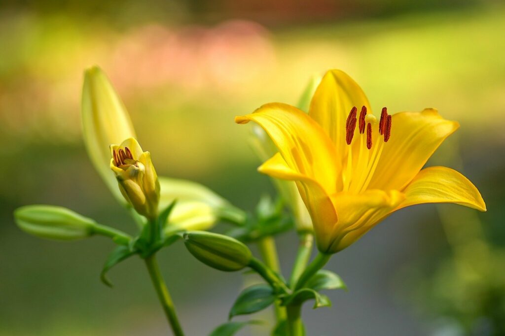 lilies, yellow lilies, yellow flowers-7447903.jpg